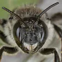 Lithurgopsis littoralis - photo 2