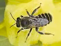 Lithurgopsis littoralis - photo 3