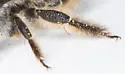 Lithurgopsis littoralis - photo 5