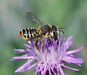 Mediterranean Wood-boring Bee