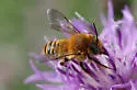 Mediterranean Wood-boring Bee - photo 2