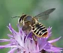 Mediterranean Wood-boring Bee - photo 3