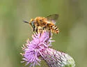 Mediterranean Wood-boring Bee - photo 4