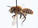 Mediterranean Wood-boring Bee - photo 5