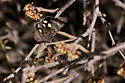 Litocala Moth - Hodges#8597 - Litocala sexsignata