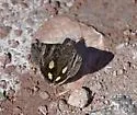 Litocala Moth - Hodges#8597 - photo 2