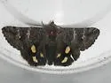 Litocala Moth - Hodges#8597 - photo 3