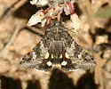 Litocala Moth - Hodges#8597 - photo 4