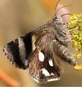 Litocala Moth - Hodges#8597 - photo 5