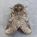 Litodonta contrasta - Hodges#7969