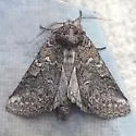Litodonta contrasta - Hodges#7969 - photo 2