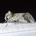 Litodonta hydromeli - Hodges#7968 - photo 2