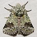 Litodonta hydromeli - Hodges#7968 - photo 4