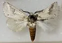 Litodonta troubridgei - Hodges#7968.1
