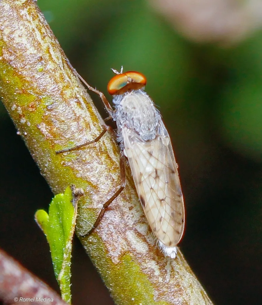 Litolinga acuta - photo 2