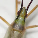 Litomiris debilis - photo 2