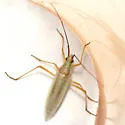 Litomiris debilis - photo 3