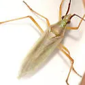 Litomiris debilis - photo 4