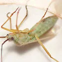 Litomiris debilis - photo 5
