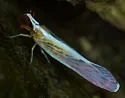 Litophallus schellenbergii - photo 2