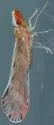 Litophallus schellenbergii - photo 3