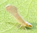 Litophallus schellenbergii - photo 4