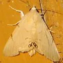 Palm Flower Moth - Hodges#8558