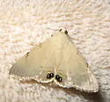 Palm Flower Moth - Hodges#8558 - photo 2