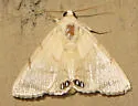 Palm Flower Moth - Hodges#8558 - photo 3