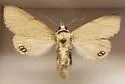 Palm Flower Moth - Hodges#8558 - photo 4