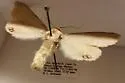 Palm Flower Moth - Hodges#8558 - photo 5