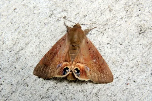 Palmetto Borer Moth - Hodges#8556
