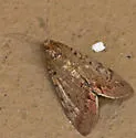 Litoprosopus linea - Hodges#8556.2 - photo 2