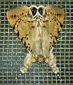 Litoprosopus linea - Hodges#8556.2 - photo 3