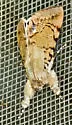 Litoprosopus linea - Hodges#8556.2 - photo 4