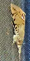 Litoprosopus linea - Hodges#8556.2 - photo 5