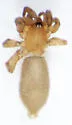 Litopyllus cubanus