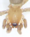 Litopyllus cubanus - photo 2