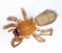 Litopyllus cubanus - photo 3