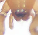 Litopyllus cubanus - photo 4