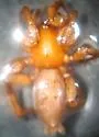 Litopyllus temporarius