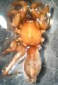 Litopyllus temporarius - photo 2