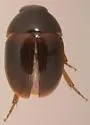 Litostilbus tristriatus