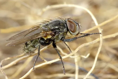Little Clusterfly
