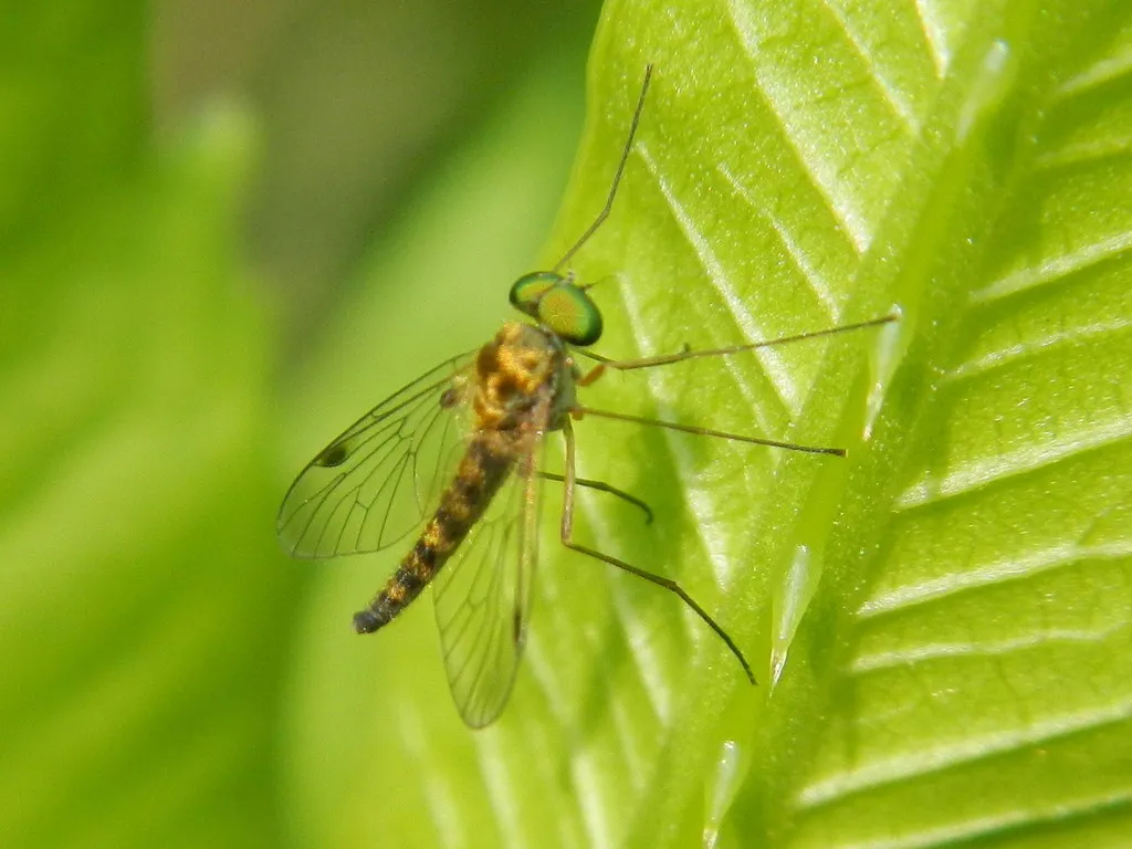 Little Snipe Fly - photo 2