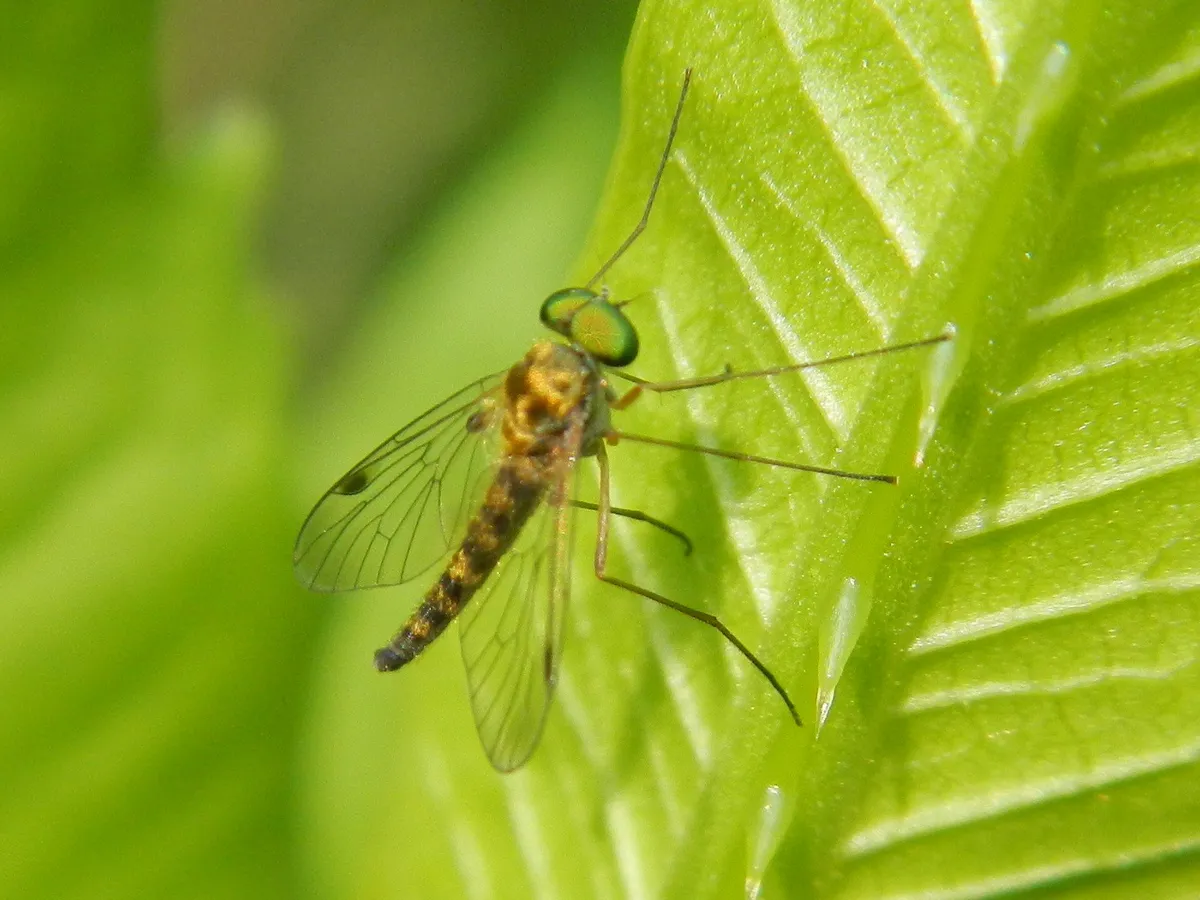 Little Snipe Fly - photo 3