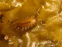 Littorophiloscia richardsonae