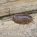Littorophiloscia richardsonae - photo 2