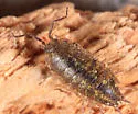 Littorophiloscia vittata