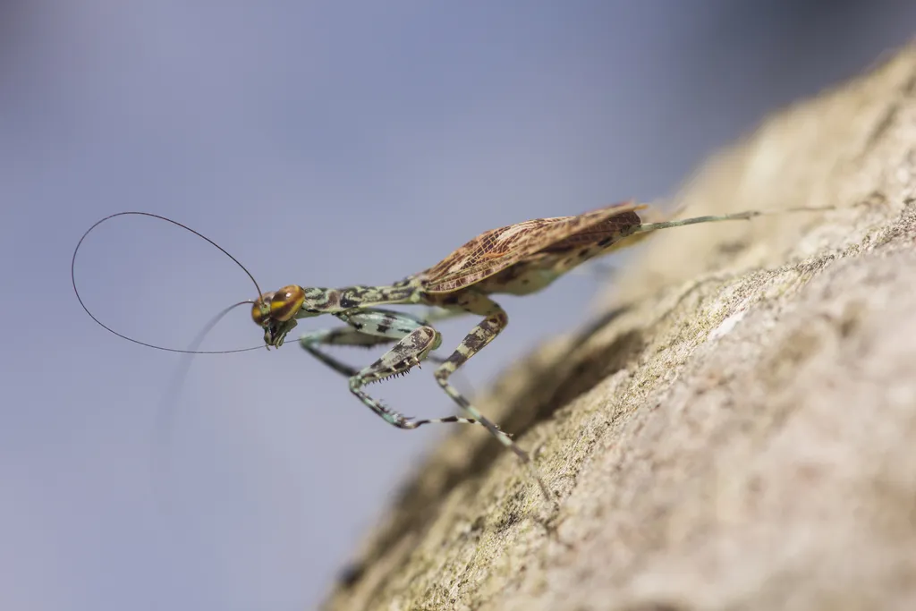 Liturgusa fossetti